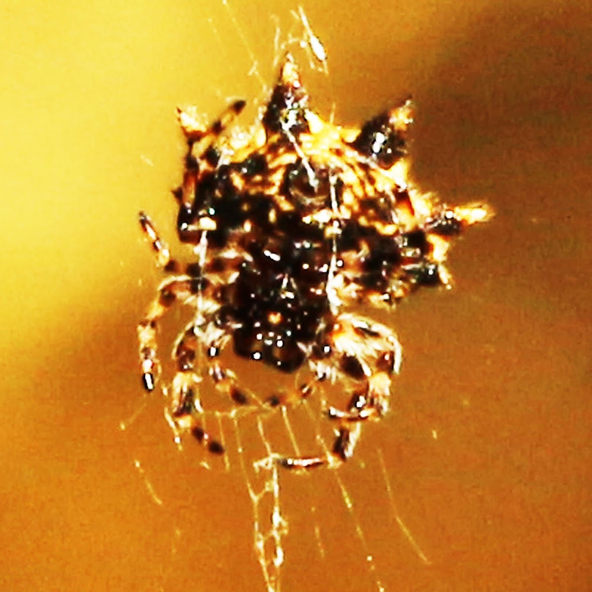 Black-and-White Spiny Spider