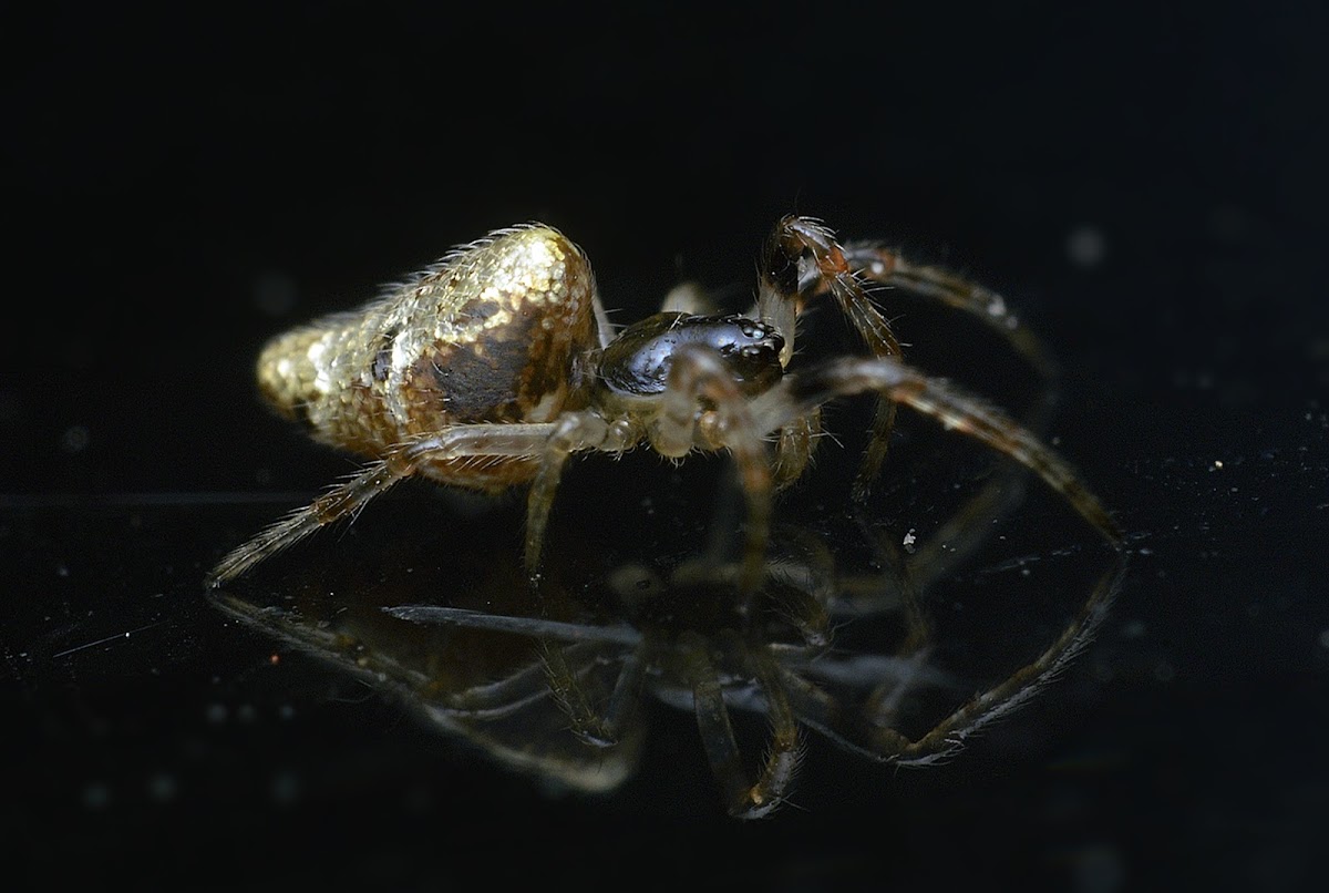 Cyclosa Spider