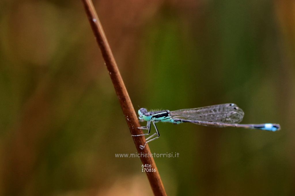 Ischnura genei, maschio