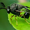 Tiny Bison Wasp. Eucharitid wasp.