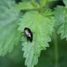 Woodland Ground Beetle