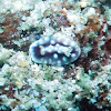 Goniobranchus geometricus