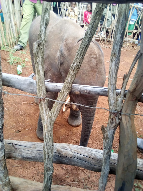 Five-month-old elephant calf whose mother was killed by KWS officers at Sinente in Mogotio on September 1