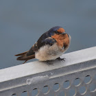 Welcome swallow