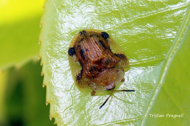 Tortoise beetle