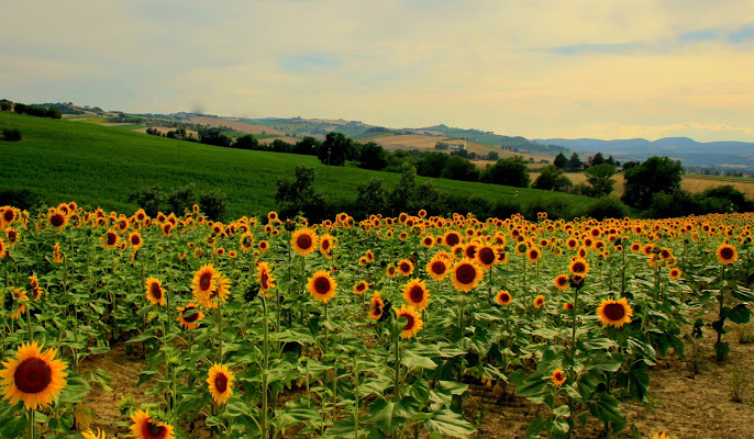 GIRASOLI di ringhio