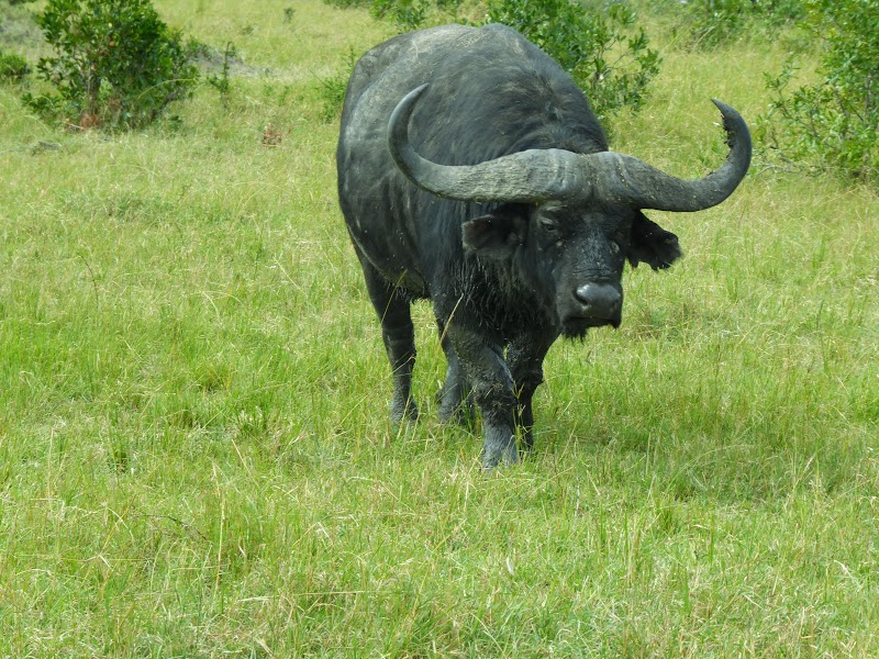 ULTIMO SAFARI EN MASAI MARA. IDILIO ENTRE LEONES. EL RINO SE DEJA VER - Un poquito de Kenia: Lagos Naivasha y Nakuru, Samburu y Masai Mara (23)