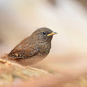 Pacific Wren