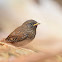 Pacific Wren