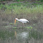 Yellow Billed Stork