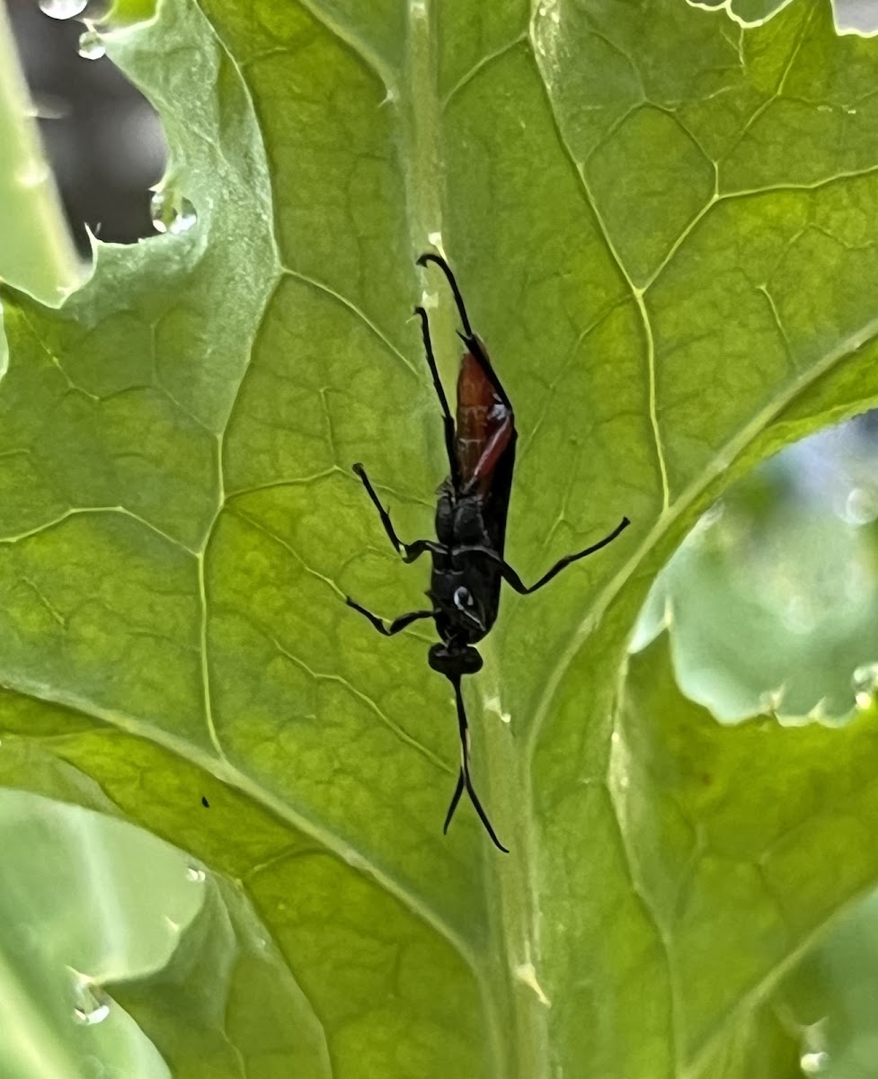 Ichneumon Wasp