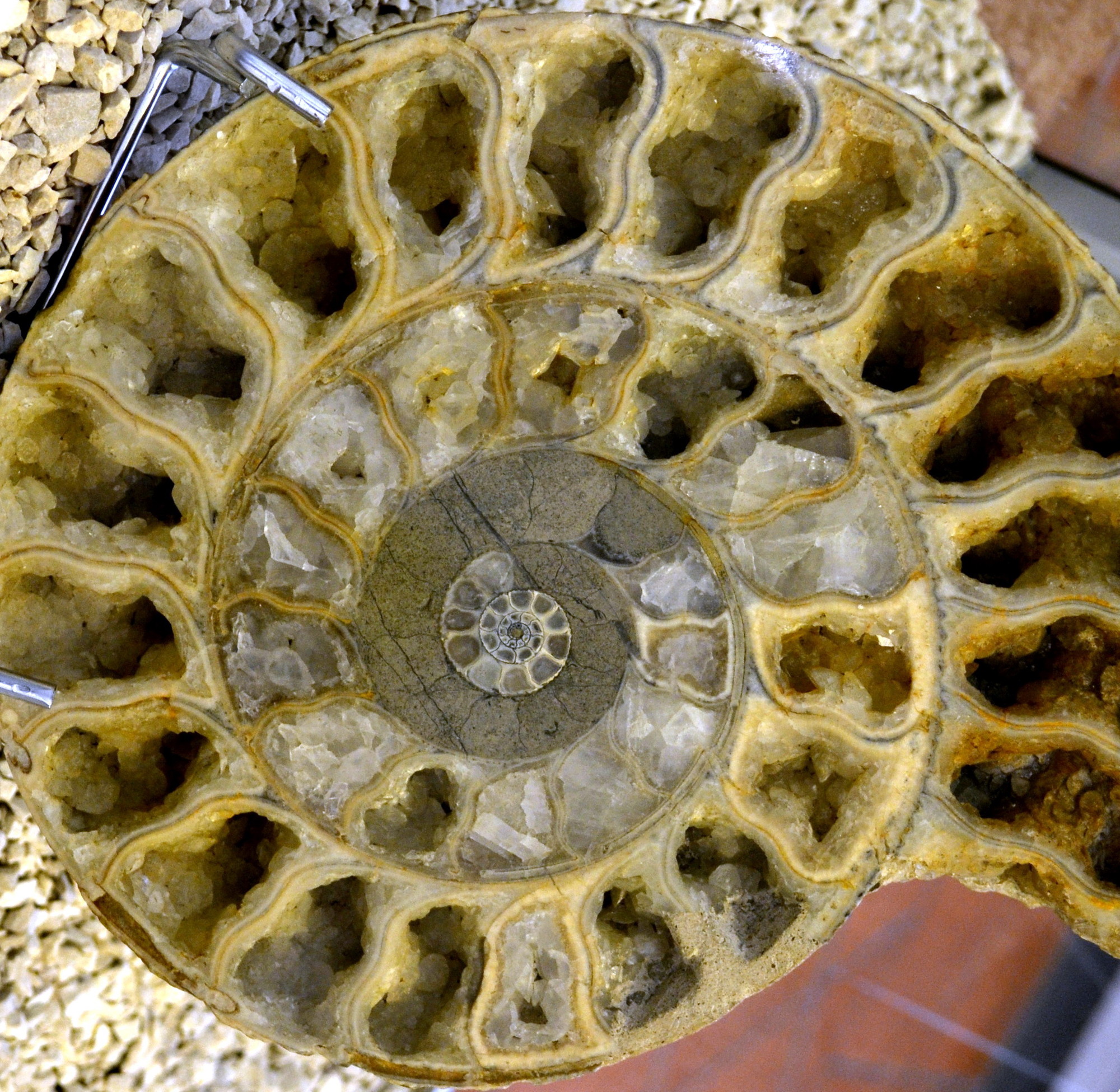 Sezione di ammonite di newxeres