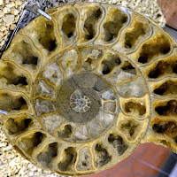 Sezione di ammonite di 