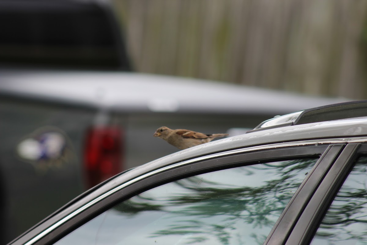 House Sparrow