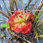 Spoon-leaved Sundew (carnivorous plant)