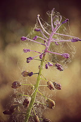 Agrodolce di dafnhy