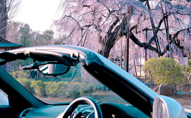 ボクスターのオープンカー・ポルシェ・桜・枝垂れ桜に関するカスタム事例の投稿画像1枚目