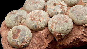 Dinosaur Eggs and Babies thumbnail