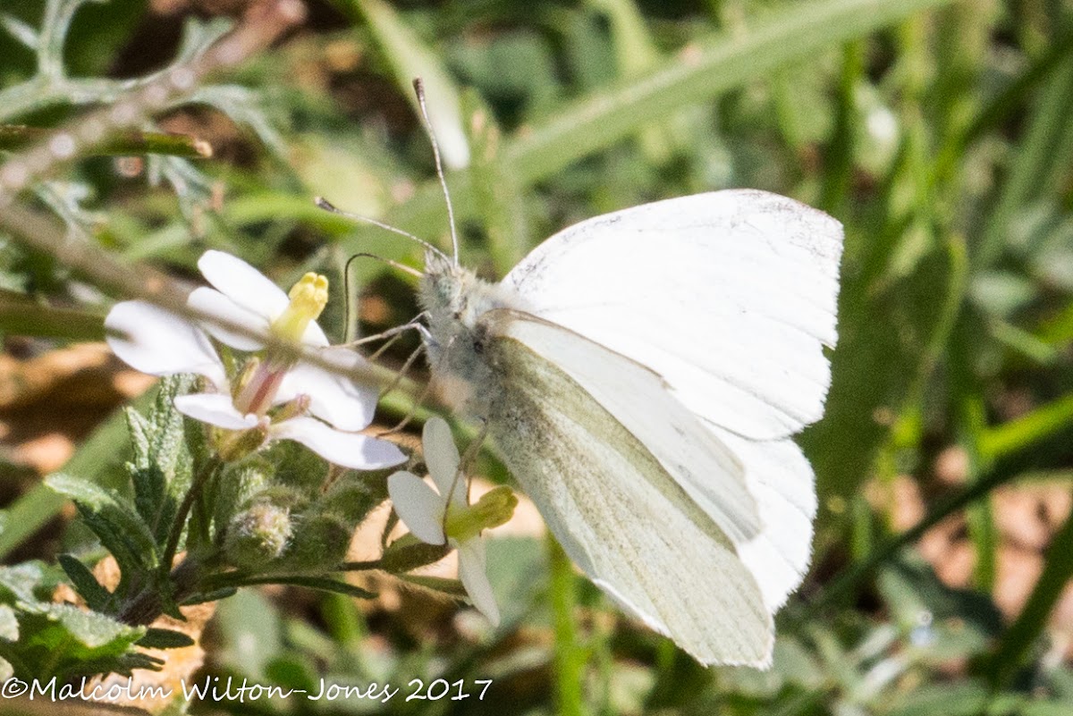 Small White