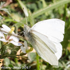 Small White