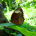 The Common Palmfly