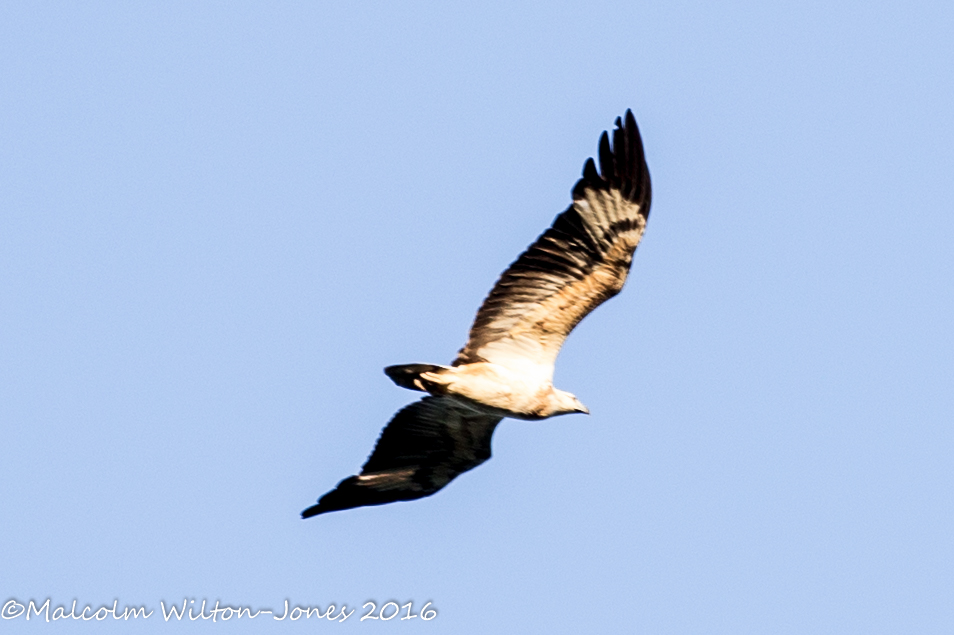 White-bellied Sea Eagle