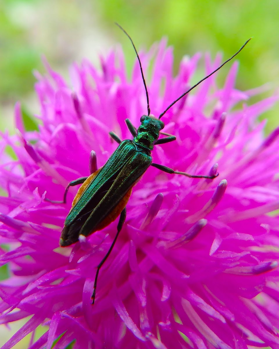 False oil beetle ♀️