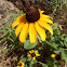 Black-Eye Susan