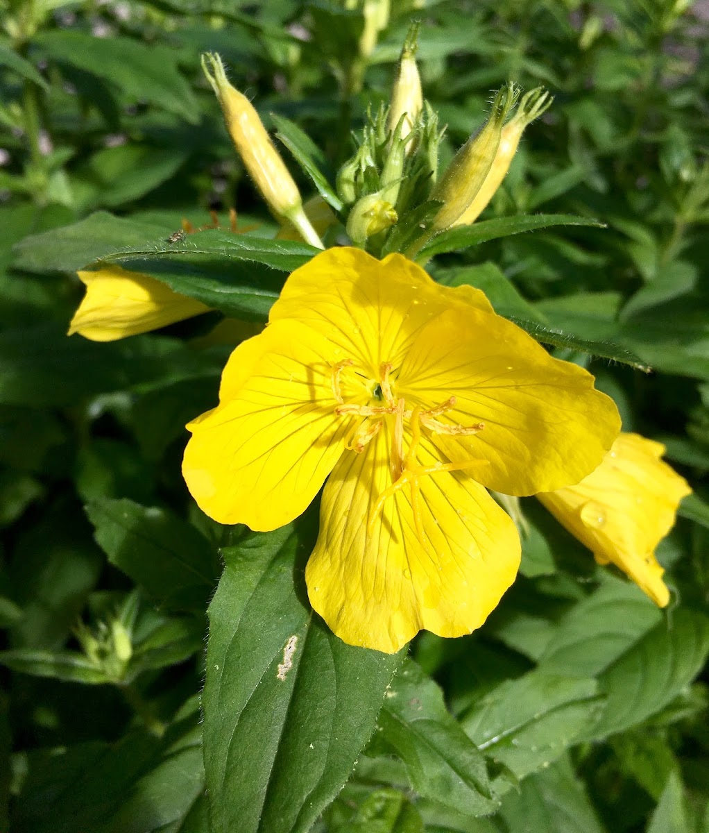 Evening Primrose