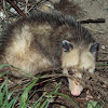 Opossum