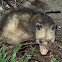 Opossum