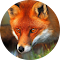 Item logo image for Fox Wallpaper