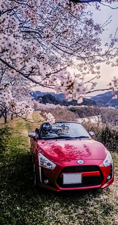 コペンの桜と愛車・桜シーズン開幕・4月もよろしくお願い致します🌸・サクラと愛車に関するカスタム事例の投稿画像1枚目