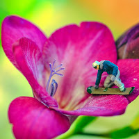 Ditelo con un fiore di utente cancellato