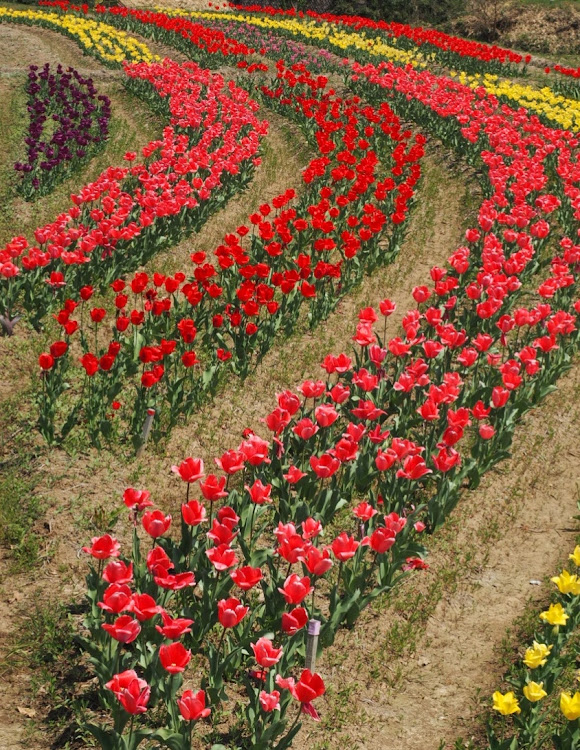 アクセラスポーツのおかばる花公園・ドライブ・チューリップに関するカスタム事例の投稿画像3枚目