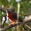 Rose Robin, Male