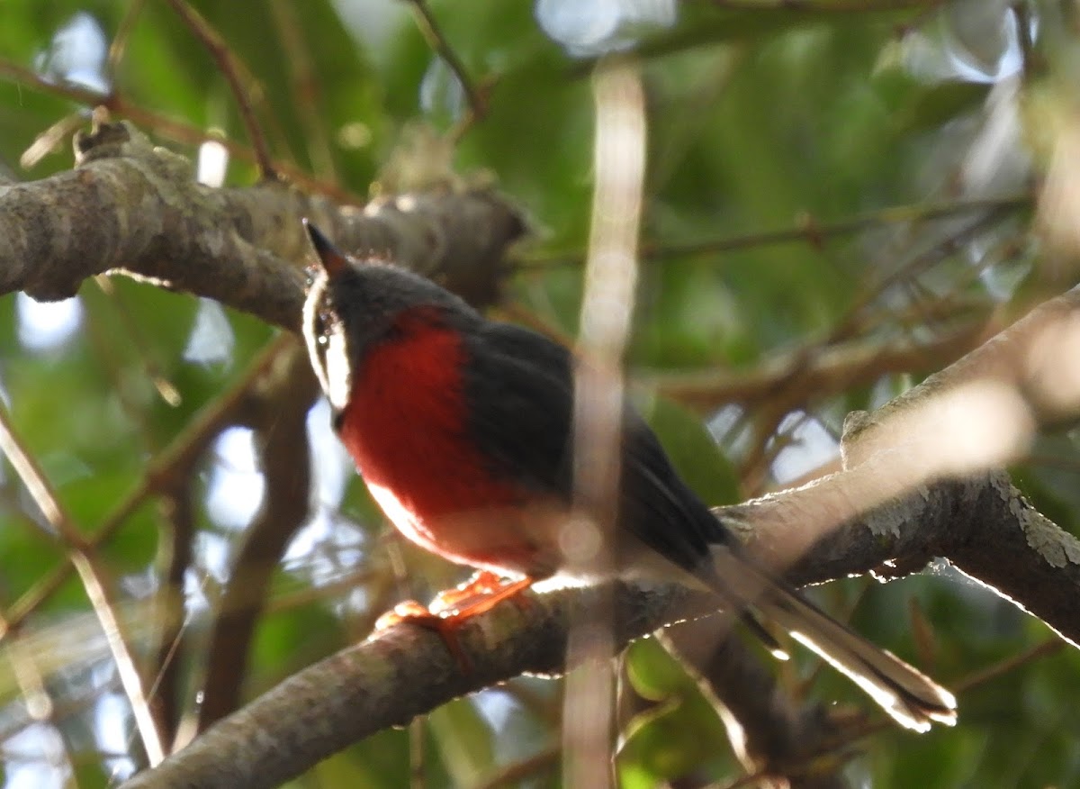 Rose Robin, Male