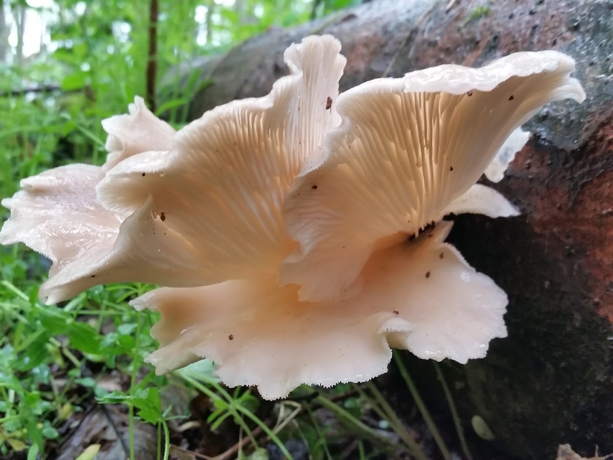 Oyster mushroom