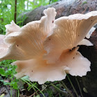 Oyster mushroom