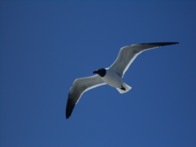 Laughing gull