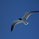 Laughing gull