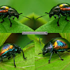 Dead-nettle leaf beetle