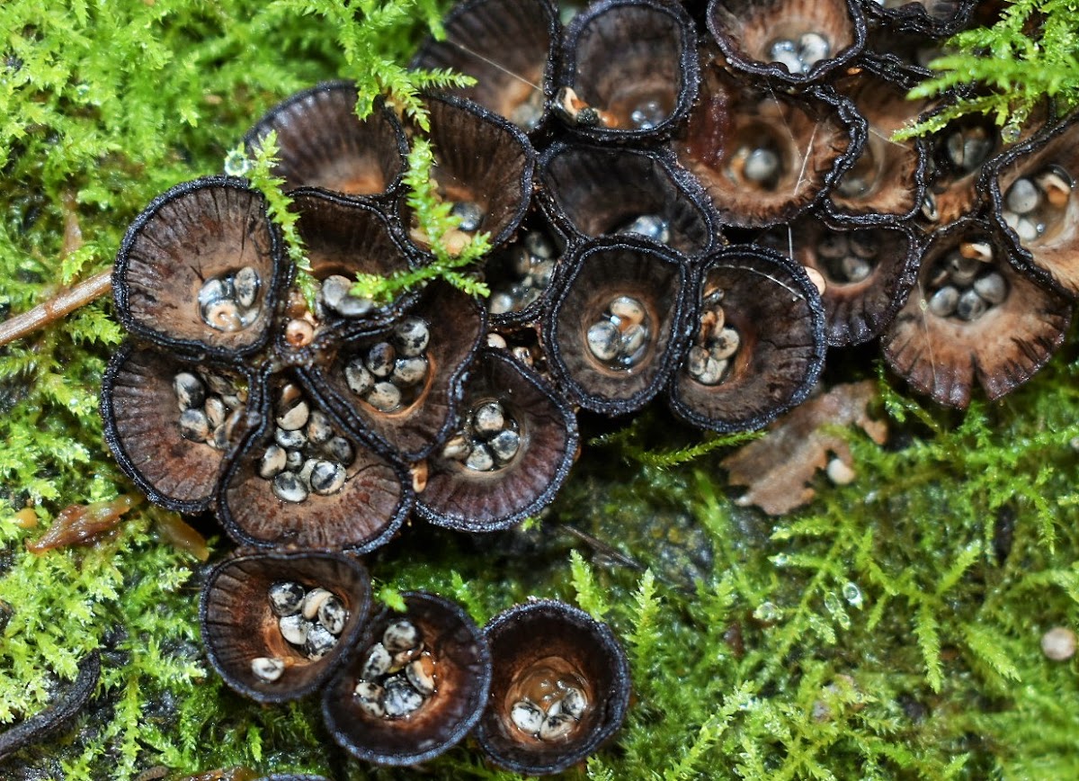 Fluted bird's nest fungus