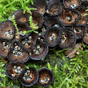 Fluted bird's nest fungus