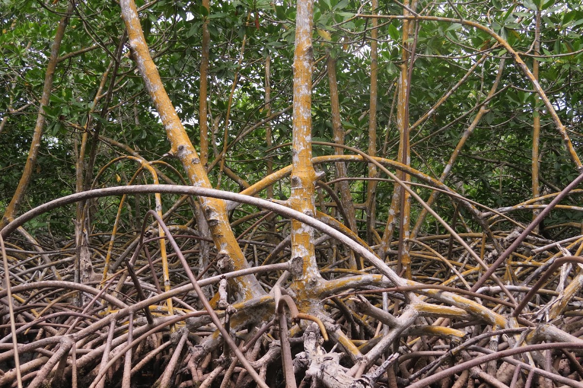 Red Mangrove