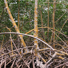 Red Mangrove