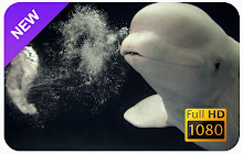 Beluga Whale New Tab & Wallpapers Collection small promo image