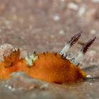 Nudibranch