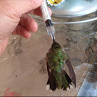 Ruby-throated Hummingbird