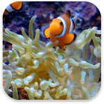 Cover Image of 下载 Real Fish Live Wallpaper 1.1 APK